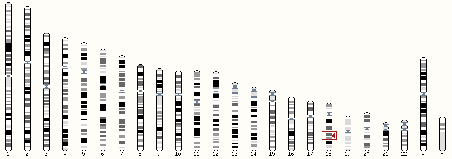 Chromosome 18